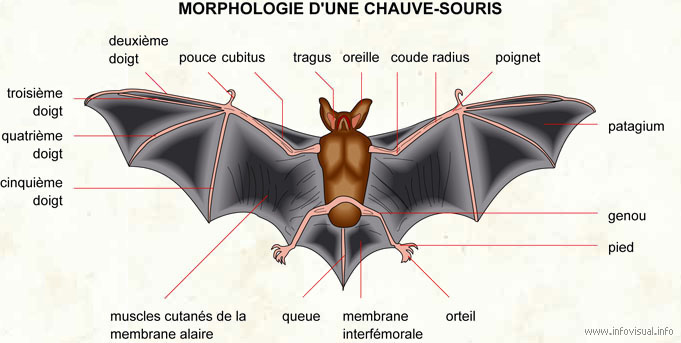 Les Chauve souris Des Mammif res Volants APON Saint Avold